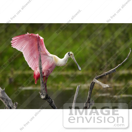 #15747 Picture of a Roseate Spoonbill (Ajaia ajaja) by JVPD
