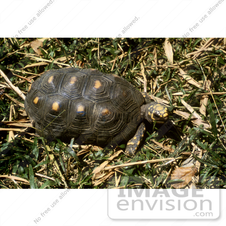 #15753 Picture of a Tortoise by JVPD