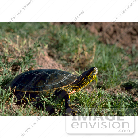 #15755 Picture of a Western Painted Turtle (Chrysemys picta) by JVPD