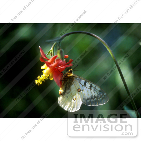 #15757 Picture of a Parnassian Butterfly (Parnassius apollo) on a Columbine Flower by JVPD