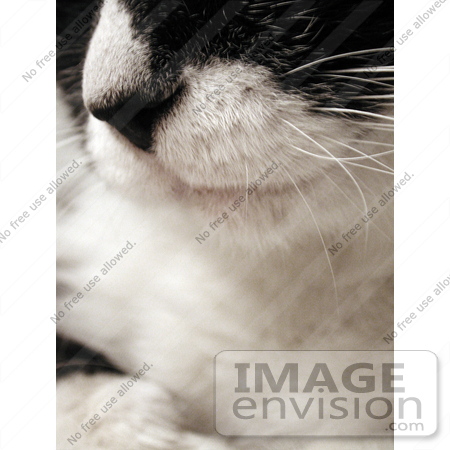 #158 Photo of a Tuxedo Cat by Jamie Voetsch