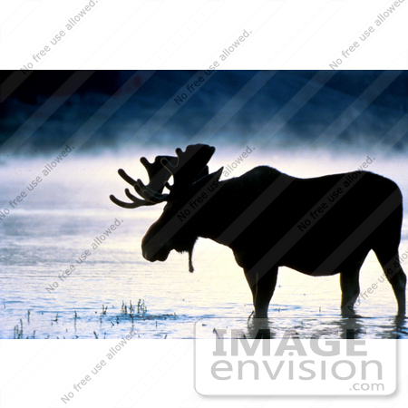 #15946 Picture of a Moose in Water on a Foggy Morning by JVPD