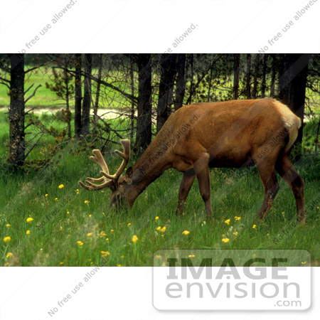 #15949 Picture of an Elk Moose Grazing on Green Grasses by JVPD