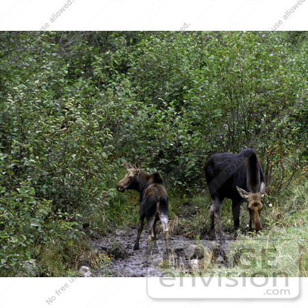 #15951 Picture of Two Mooses (Alces alces) by JVPD