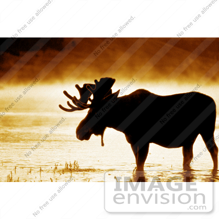 #15953 Picture of a Moose in Water on a Foggy Morning by JVPD
