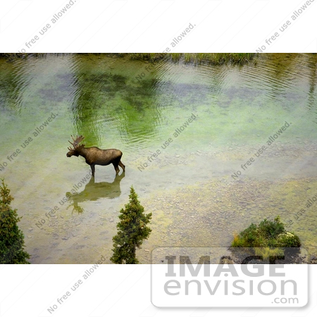 #15954 Picture of a Moose Wading in a River in Alaska by JVPD