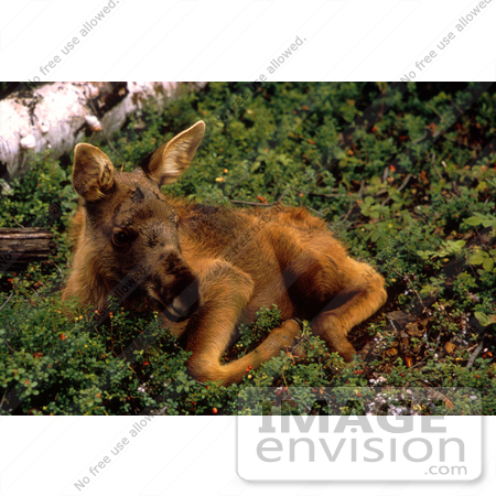 #15955 Picture of a Moose Calf by JVPD