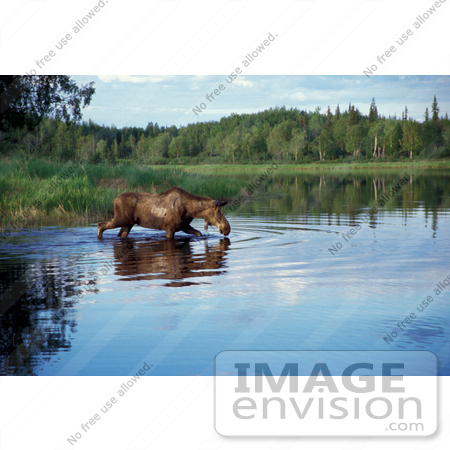 #15956 Picture of a Moose in a Lake, Alaska by JVPD