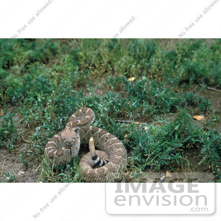 #15966 Picture of a Western Diamondback Rattlesnake (Crotalus atrox) by JVPD