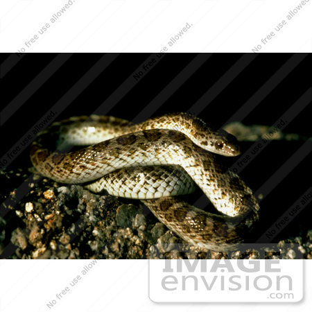 #15970 Picture of a Glossy Snake (Arizona elegans) by JVPD
