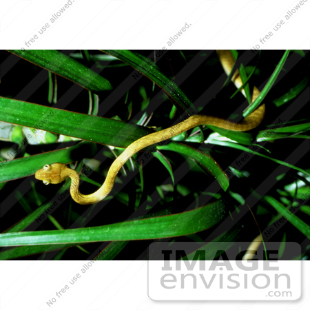 #15971 Picture of a Brown Tree Snake (Boiga irregularis) by JVPD