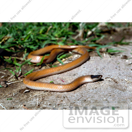 #15975 Picture of a Plains Black-headed Snake (Tantilla nigriceps) by JVPD