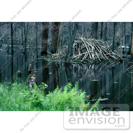 #15979 Picture of a Beaver Lodge on Still Waters by JVPD
