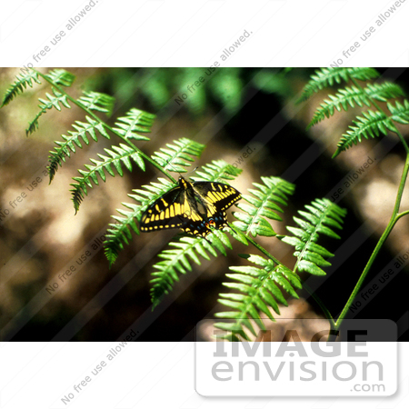 #15999 Picture of a Swallowtail Butterfly on a Fern by JVPD