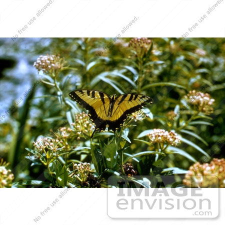 #16001 Picture of a Tiger Swallowtail Butterfly (Papilio glaucas) by JVPD