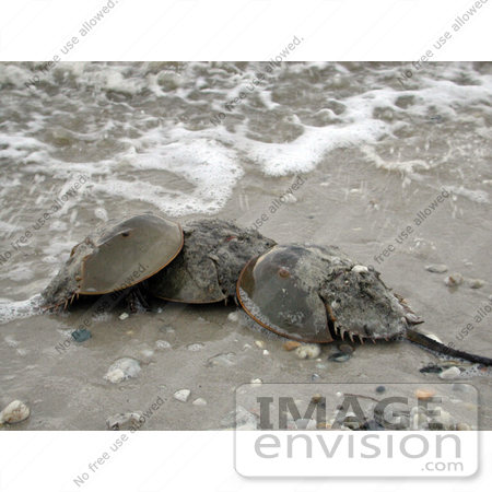 #16002 Picture of a Group of Horseshoe Crabs (Limulus polpyhemus) by JVPD