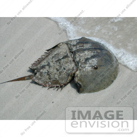 #16003 Picture of a Horseshoe Crab (Limulus polpyhemus) at Water’s Edge by JVPD