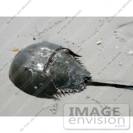 #16004 Picture of a Horseshoe Crab (Limulus polpyhemus) on a Beach by JVPD