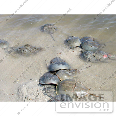#16006 Picture of Horseshoe Crabs (Limulus polpyhemus) in Shallow Water by JVPD