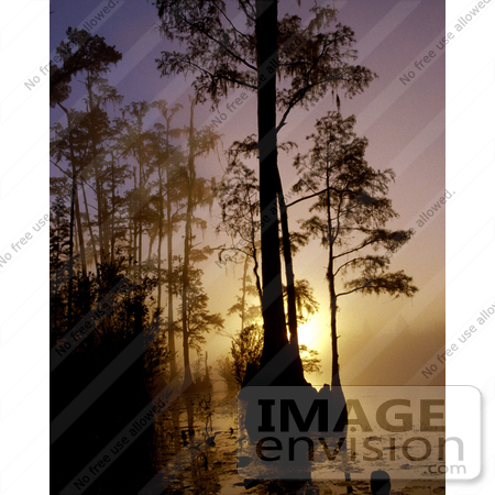#16007 Picture of a Beautiful Foggy Morning Sunrise Silhouetting Trees Okefenokee National Wildlife Refuge by JVPD