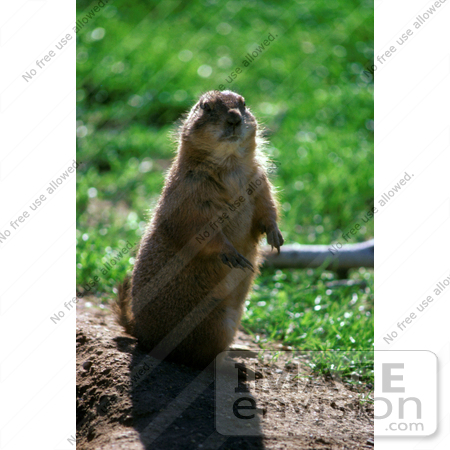 #16009 Picture of a Prairie Dog Standing Alert by JVPD