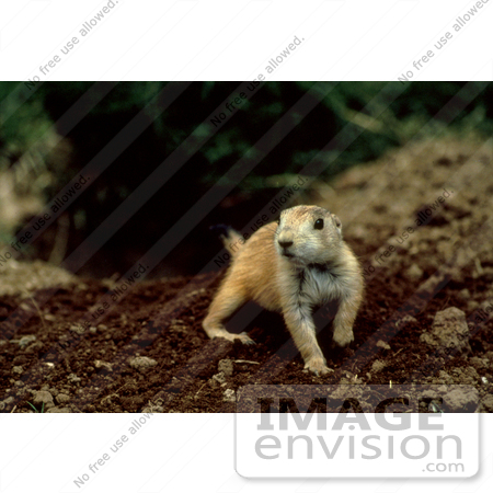 #16011 Picture of a Prairie Dog by JVPD