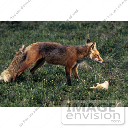 #16013 Picture of a Red Fox (Vulpes vulpes) and Prey by JVPD