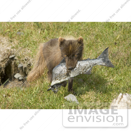 #16014 Picture of an Arctic Fox (Alopex lagopus) Carrying a Fish by JVPD