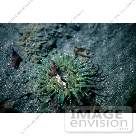 #16022 Picture of a Green Sea Anemone, Alaska by JVPD