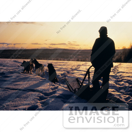 #16023 Picture of a Man and Dogs Sledding at Sunrise by JVPD