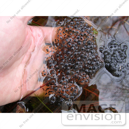 #16024 Picture of Frog Spawn by JVPD