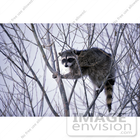 #16025 Picture of a Common Raccoon (Procyon lotor) by JVPD
