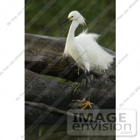#16076 Picture of a Snowy Egret (Egretta thula) by JVPD