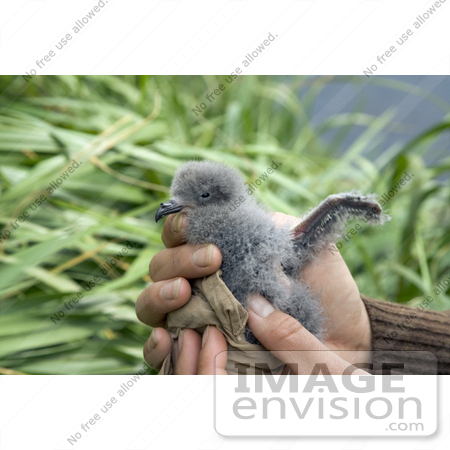 #16079 Picture of a Hand Holding a Fork-tailed Storm-Petrel Chick (Oeanodroma furcata) by JVPD