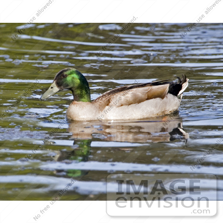 #16080 Picture of a Male Mallard Hybrid Duck by JVPD