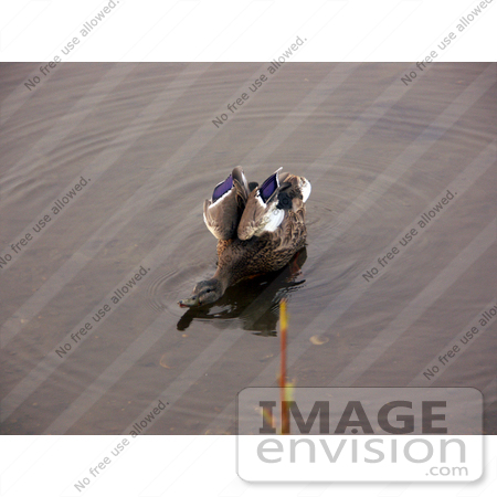 #16081 Picture of a Mallard Hen Duck by JVPD