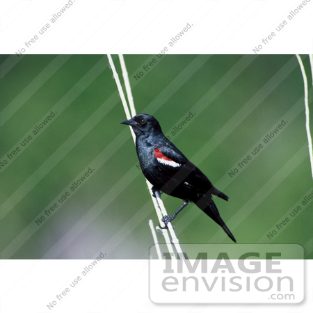 #16082 Picture of a Tricolored Blackbird (Agelaius tricolor) by JVPD