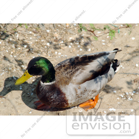 #16083 Picture of a Mallard Duck Drake by JVPD