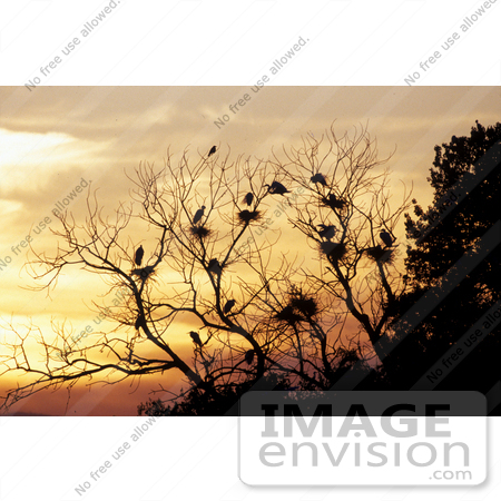 #16090 Picture of Great Egrets (Casmerodius albus) in a Tree at Sunset by JVPD