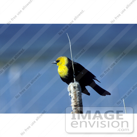 #16091 Picture of a Yellow-headed Blackbird (Xanthocephalus xanthocephalus) by JVPD