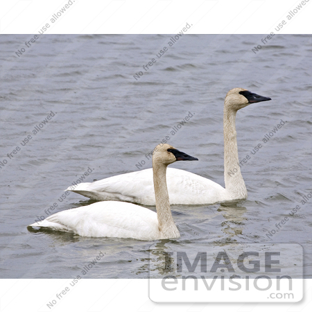 #16094 Picture of a Trumpeter Swan Pair by JVPD
