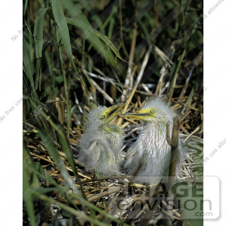 #16096 Picture of a Snowy Egret (Egretta thula) Chicks by JVPD