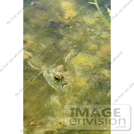 #161 Photograph of a Frog in a Pond by Jamie Voetsch