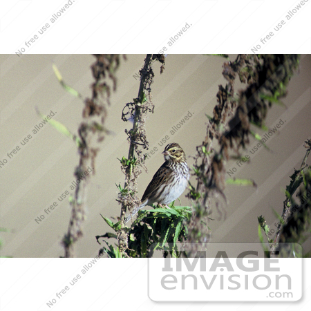 #16101 Picture of a Savannah Sparrow (Passerculus sandwichensis) by JVPD