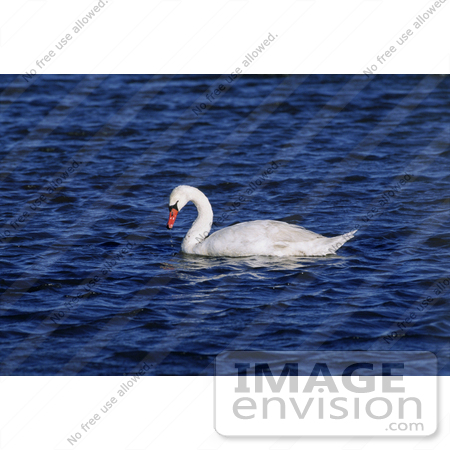 #16102 Picture of a Mute Swan (Cygnus olor) by JVPD