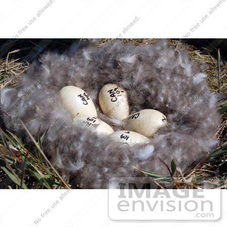 #16105 Picture of Five Numbered Eggs in a Brent Goose Nest by JVPD