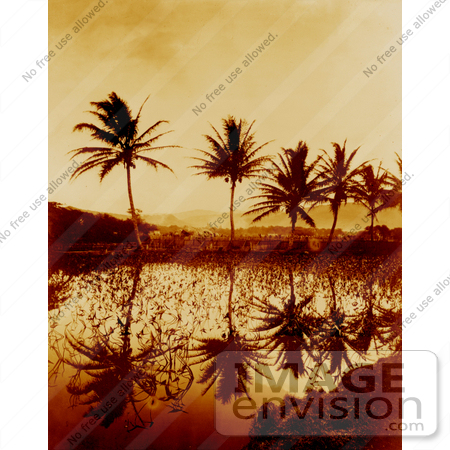 #16222 Picture of Taro Plants and Palm Trees Reflecting in Water at Sunset, Hawaii by JVPD