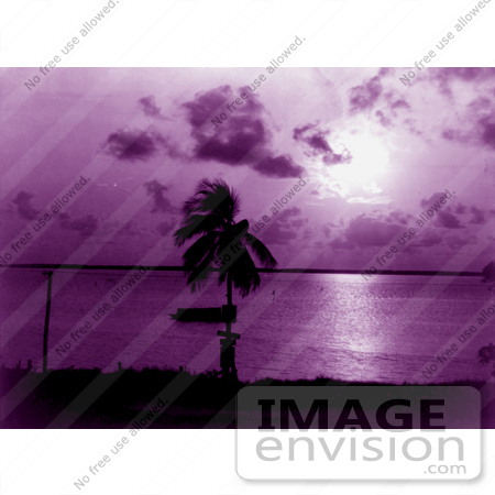 #16224 Picture of Palm Tree and Purple Sunset at Biscayne Bay, Miami, Florida by JVPD