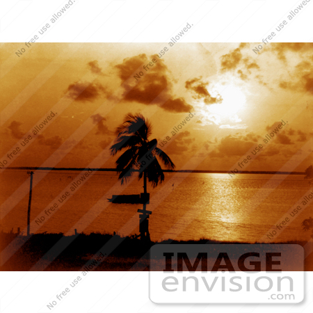 #16228 Picture of a Palm Tree Silhouetted Against an Orange Sunset at Biscayne Bay by JVPD