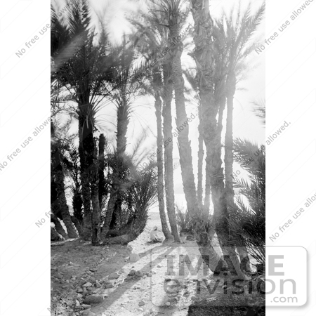 #16229 Picture of a Man Sitting Under Palm Trees by JVPD